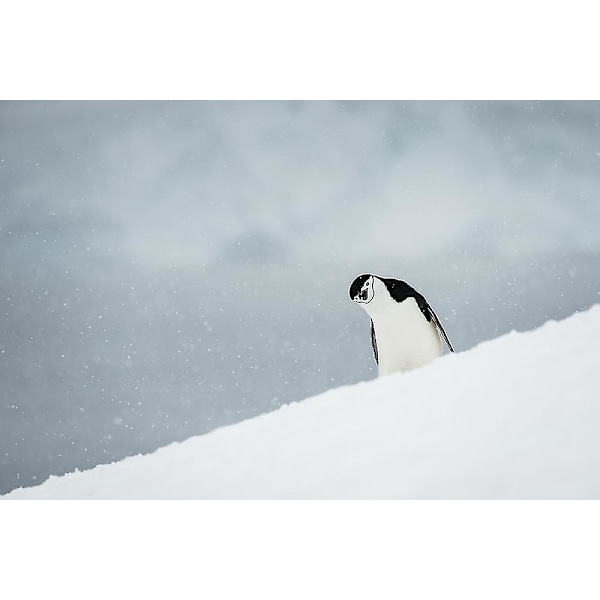 Leuka-pingviini (Pygoscelis antarctica) pää kallellaan; Half Moon Island, Etelä-Shetlannin saaret, Etelämanner Poster |  |