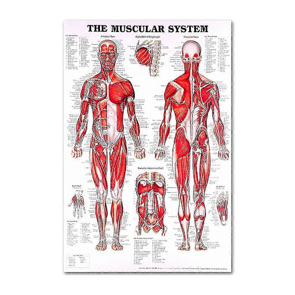 Anatomisk Postersett - Laminert - Muskler, Skjelett, Fordøyelse, Luftveier 12