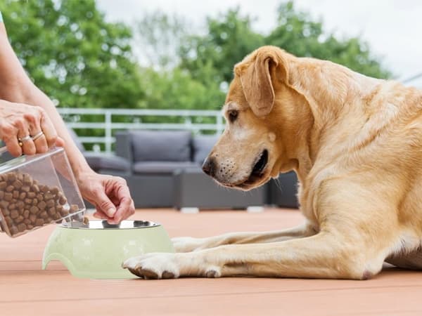 Hundeskål / Vandskål til Hund - 1,2L