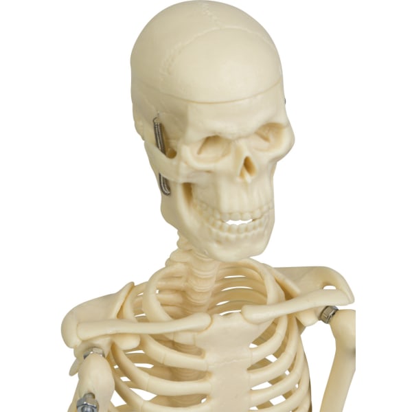 Mini skelett 45 cm