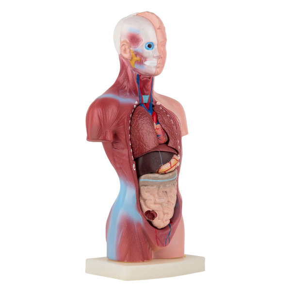 Anatomisk modell Torso - 15 delar