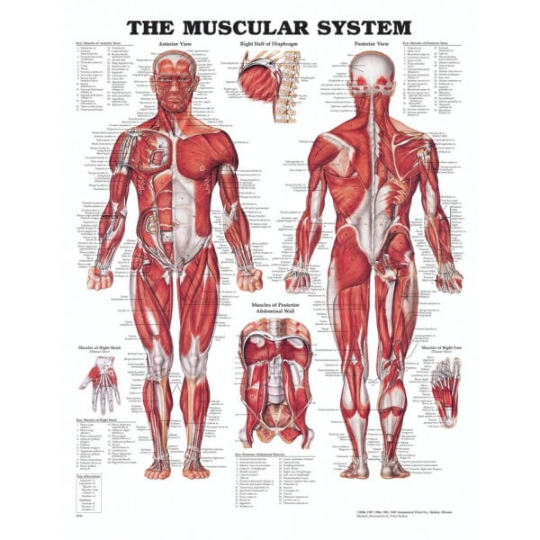 Billig Muskelplansch (The muscular system)