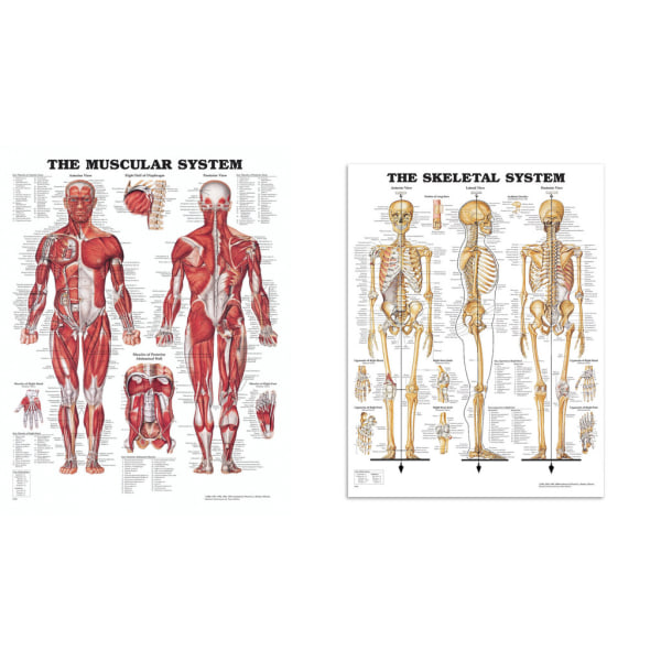 Anatomiske plakater - Komplet plakatsæt med skelettet, muskler