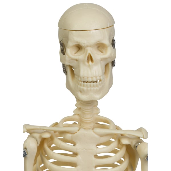 Mini skelett 45 cm