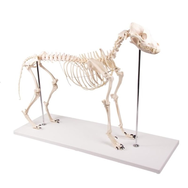 Hundskelett modell i plast  90 x 16 x 65 cm