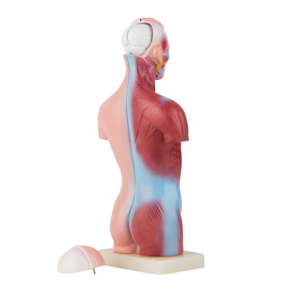 Anatomisk modell Torso - 15 delar