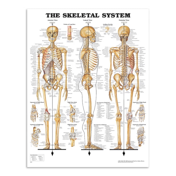 Anatomi plakat - skelet