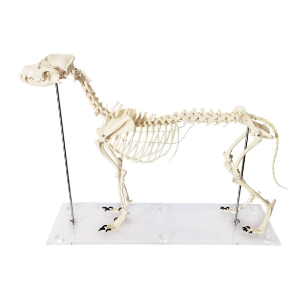 Hundskelett modell i plast  90 x 16 x 65 cm
