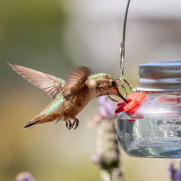 Wide Mouth Hummingbird Jar Feeder Professional Outdoor Hanging Hummingbird Feeder with 4 Feeding Port