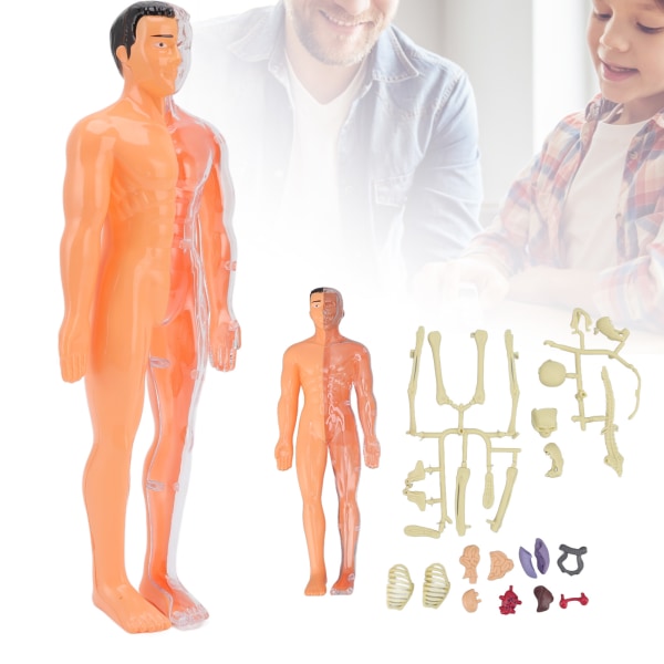 Human Body Model Toys DIY Assembly Human Body Teaching Model Early Education Toy for Above 6 Years Old