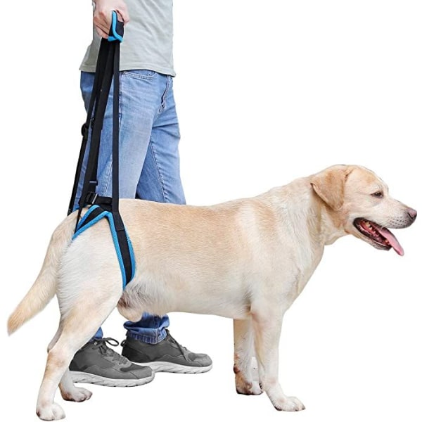 Blå hundestøttebælte (benomkreds 35-45 cm)- Et støttebælte til bagbenene, hjælper med at løfte bagbenene, bruges til det bageste støttebælte