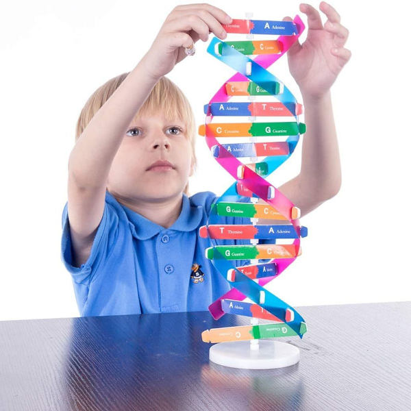 DNA-modeller Dobbelt Helix Modelkomponenter Naturfaglige Undervisningslektioner KLB