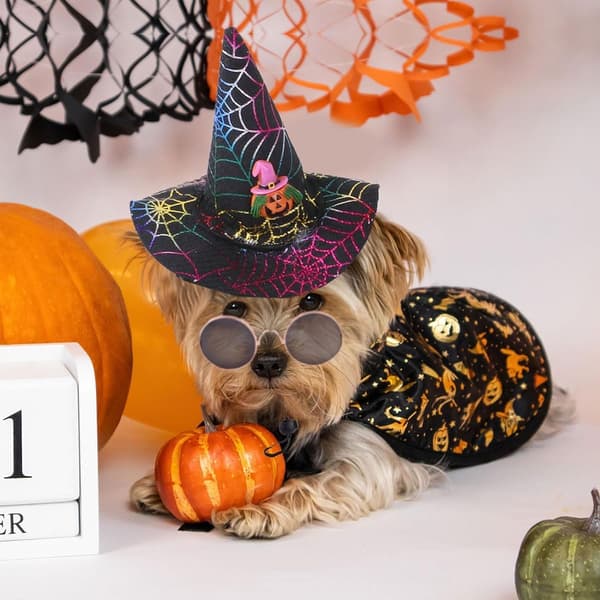 Halloween-kostumer til hunde, edderkoppe-troldmandshat og slipsesæt til hunde, KLB