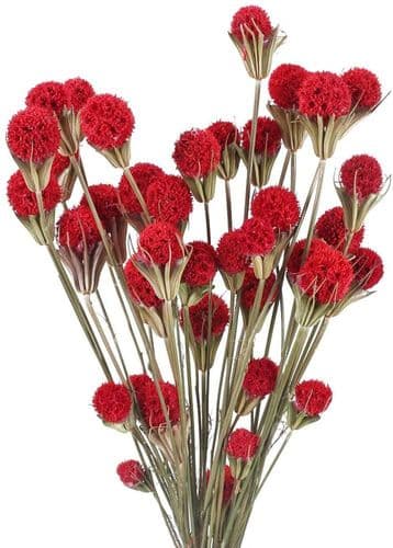 Tørrede Blomster Røde Tørrede Blomster Dekoration Buket Bryllup Vase
