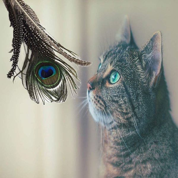 Interaktiv kattfjäderleksak, kattfjäderleksak svart KLB