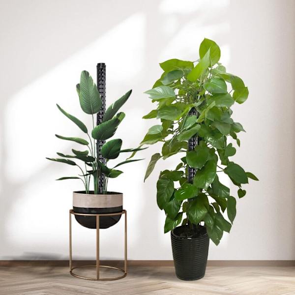 Spaljé, växtstöd, mosspinne för Monstera, 6-pack, kokosnötsväxter, mossstolpe, växtstöd, Monstera klätterhjälp KLB