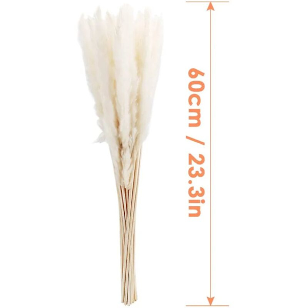 30 stk Pampasgress, Naturlig Pampasgress Tørket Pampasgress Phragmites Tørket Blomsterbukett Hjemmedekorasjon KLB