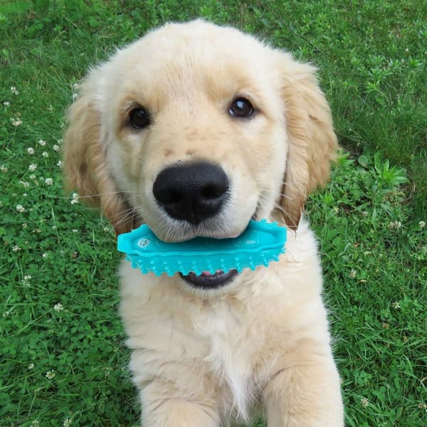 Tyggeleke, Robust Squeaking Interaktiv Hundestil 6 KLB