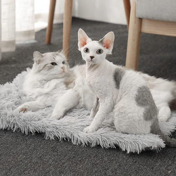 2 i 1 seng til kat, katteseng måtter hund seng, kæledyrsseng fluffy KLB