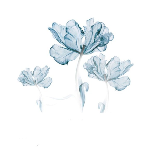 Blå drøm blomster vegg klistremerker DIY flyttbar stor hvit lyseblå blomst lotus KLB