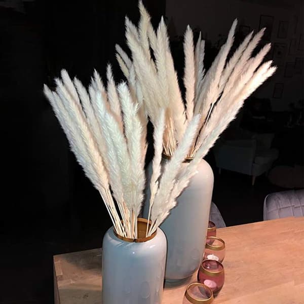 Pampasruoho, luonnon pampasruoho kuivattu pampasruoho Phragmites KLB