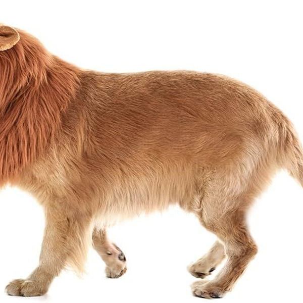 Lejonman Peruk Hundkläder Justerbara Öron Cosplay KLB
