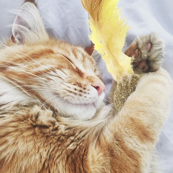 3-pack kattmynta komprimerade kattmyntabollleksaker KLB