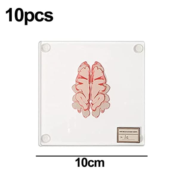 Hjerneprøvebrikker anatomisk neurovidenskab, gaver