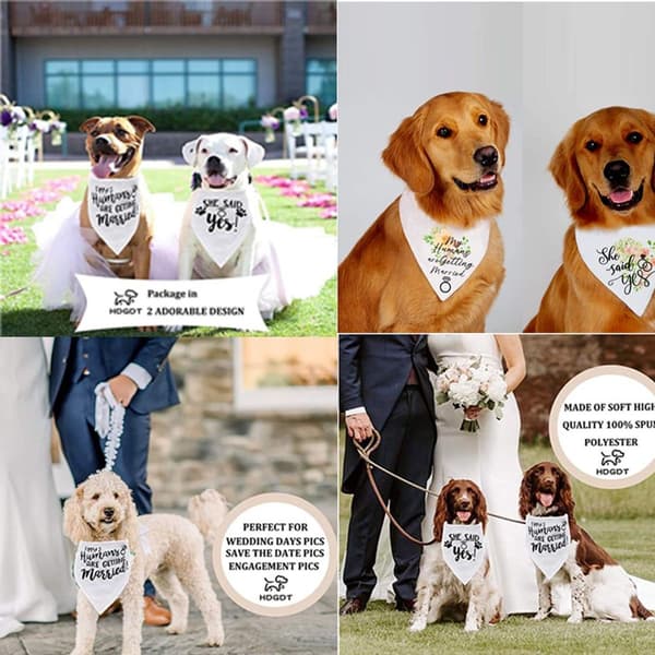 Hundbandana, bröllopsförlovningsfoton, husdjursscarf Form6