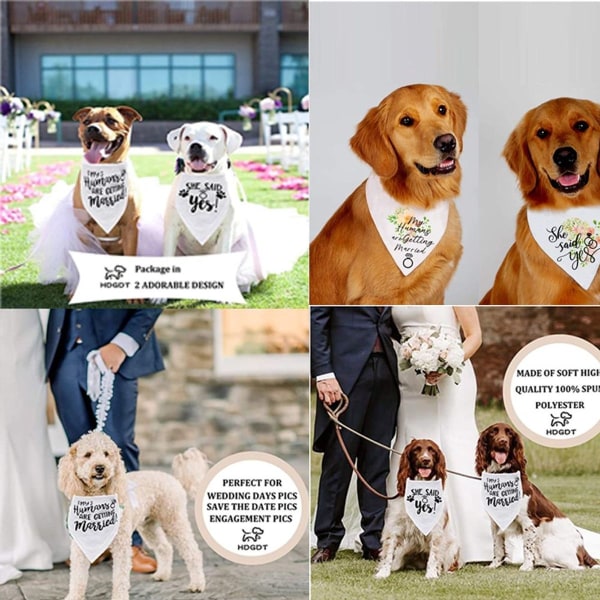 Hundebandana, bryllupsforlovelsesbilleder, kæledyrstørklædeform6