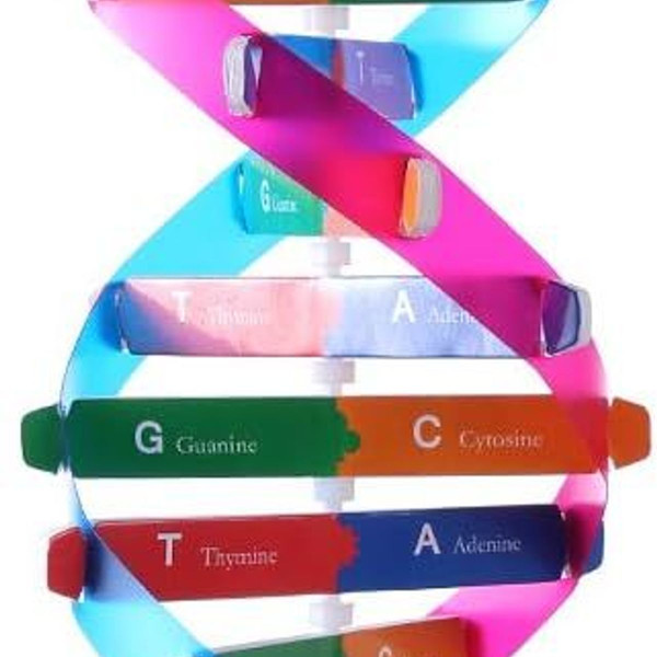 DNA-modeller Dobbelt Helix Modelkomponenter Naturfaglige Undervisningslektioner KLB