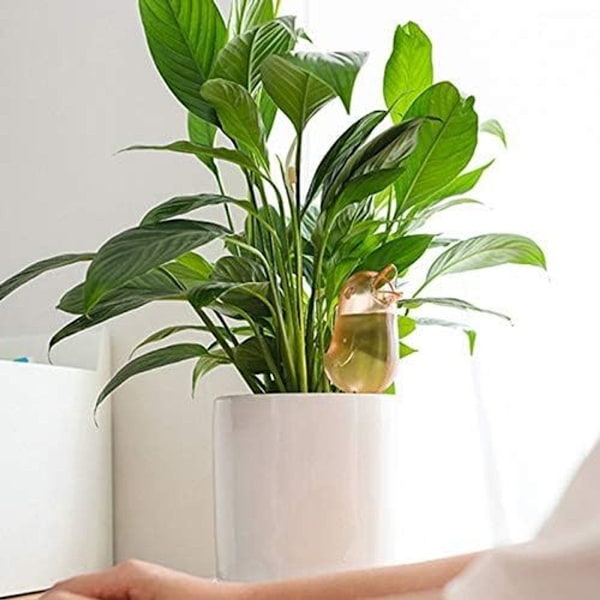 Plante selvvandingsspyd plante selvvandingspæl