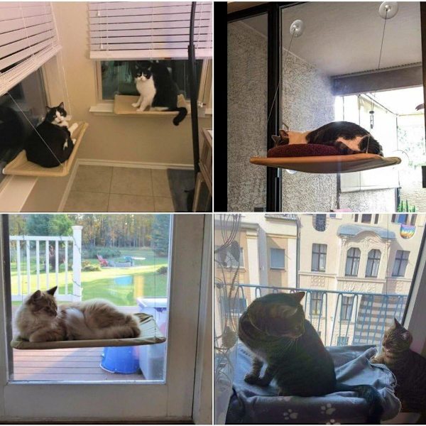 Fönsterhängande kattbädd, solstol för katt, hängmatta för katt, KLB