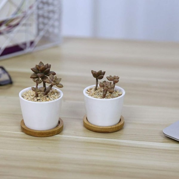 6,5 CM Krukor för Suckulenter Kaktus Växter Mini Blomkrukor Bas
