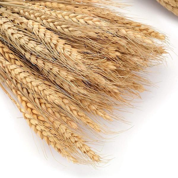 300 stk 16\" stilker tørket hvetenebb naturlige hvetenebb bunt for