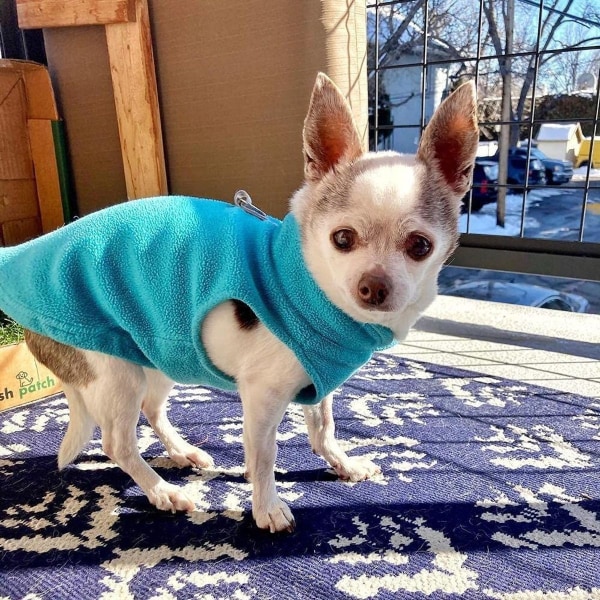 Varm Pullover Fleece Hundejakke med O-ring Snor - Vintergrøn