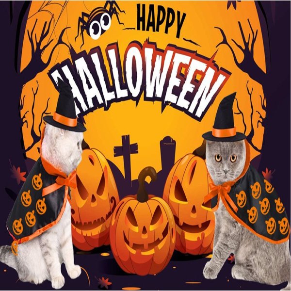 Halloween katt husdjur trollkarl kostym, husdjur kostym kläder för kattunge valp för Halloween