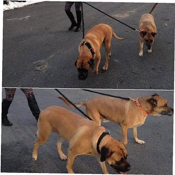 Dobbelt hundekobler hundespliitter justerbar snor fører ingen sammenfiltring til (2 sorte hunde)