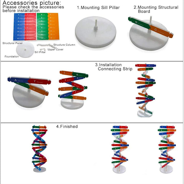 DNA-modeller Dobbelt Helix Modelkomponenter Naturfaglige Undervisningslektioner KLB