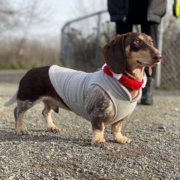 Varm fleece hundegenser med O-ring-bånd - Vintergrå