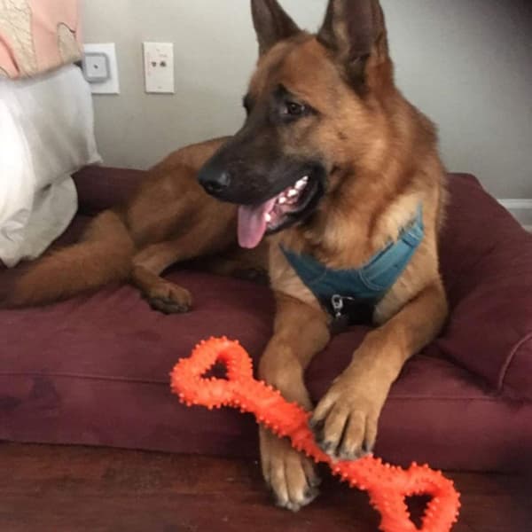 Robust hundbenformad tuggleksak med orange KLB