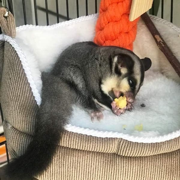 Hängmatta råtta hamster papegoja igelkott liten KLB