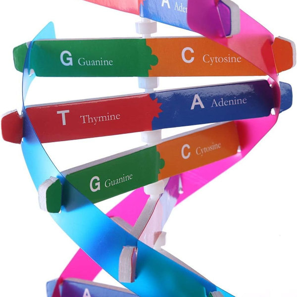 DNA-modeller Dobbelt Helix Modelkomponenter Naturfaglige Undervisningslektioner KLB