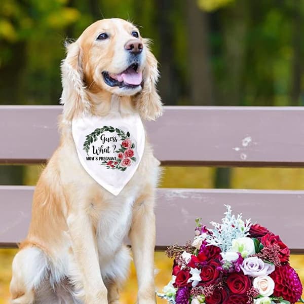 Hundbandana, bröllopsförlovningsfoton, husdjursscarf Form3