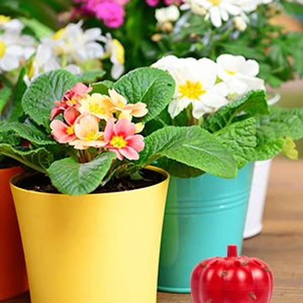 Inomhus Kök Myggdödare Fruktflugefälla (2-pack)