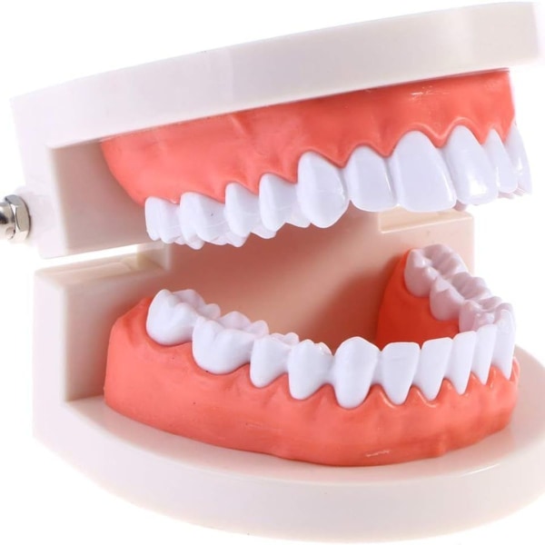 Stykke av standard tannmodell, dental undervisning modell, tannbørstleke for barn KLB
