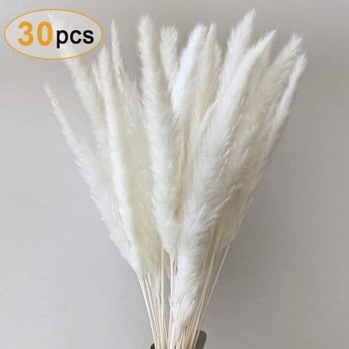 Pampasruoho, Luonnollinen Pampasruoho Kuivattu Pampasruoho Phragmites