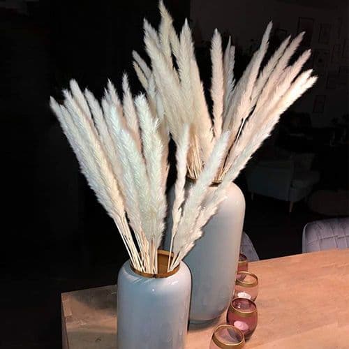 Pampasruoho, Luonnollinen Pampasruoho Kuivattu Pampasruoho Phragmites