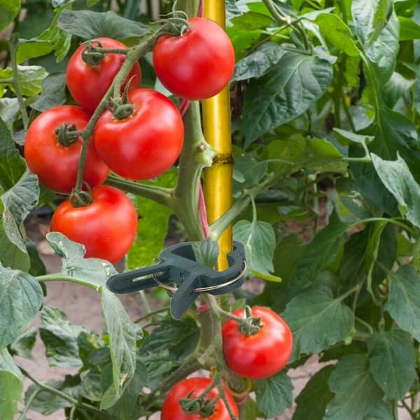 60 stk. Klatreplante Klips Tomat Klips Plante Klips Tomat Bindeklips (2 størrelser) KLB