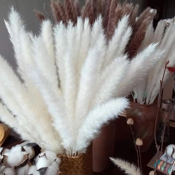 30 stk Pampasgress, Naturlig Pampasgress Tørket Pampasgress Phragmites Tørket Blomsterbukett Hjemmedekorasjon KLB